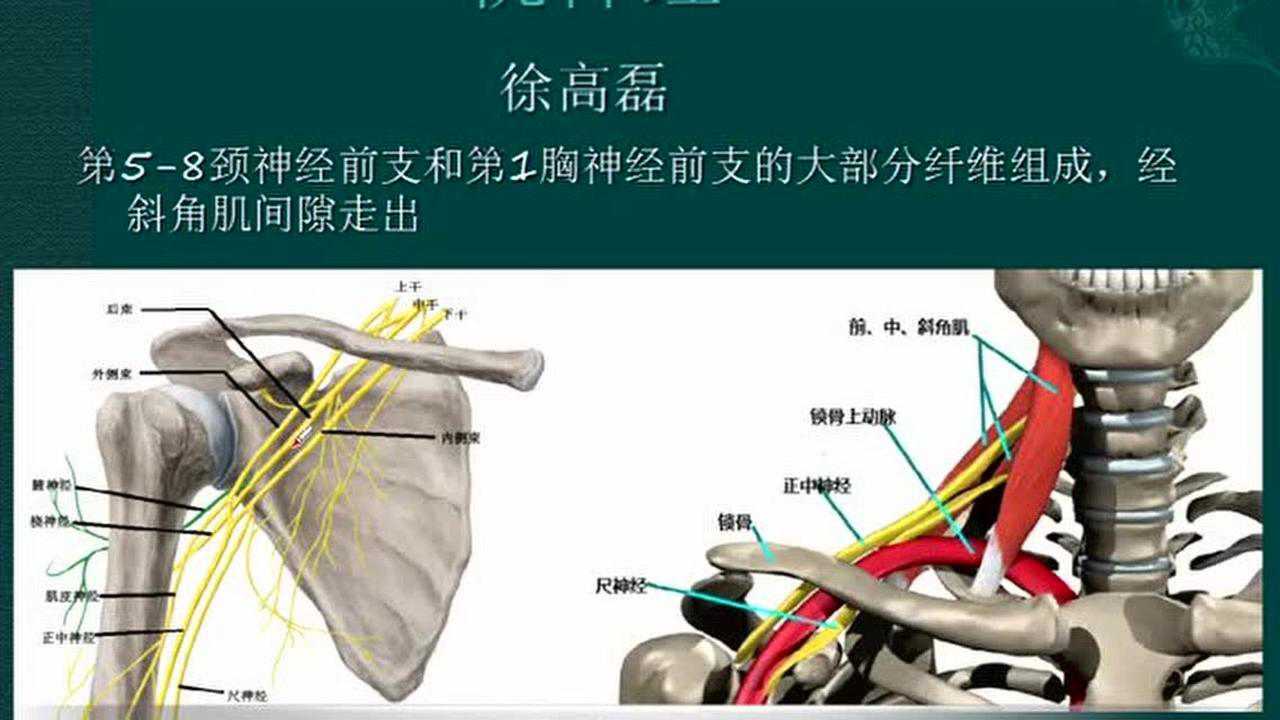 桡神经解剖分析