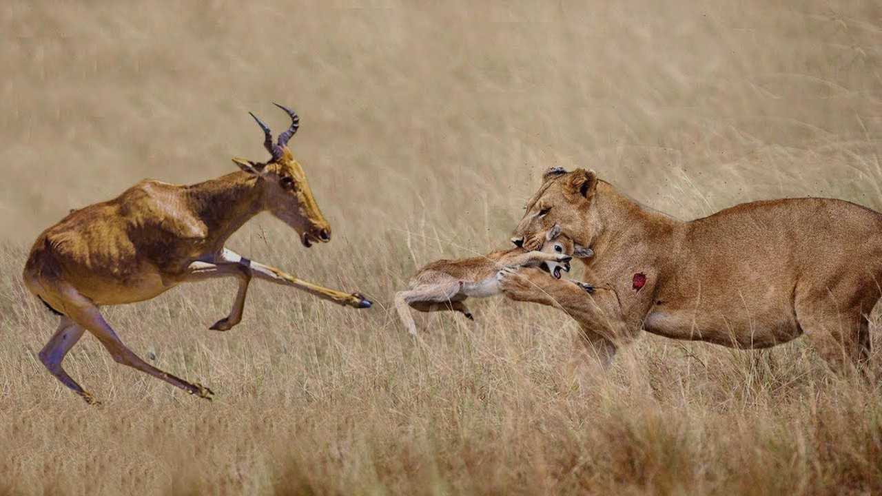 狮子捕捉羚羊羚羊一个飞跃跳下来下一秒悲哀了