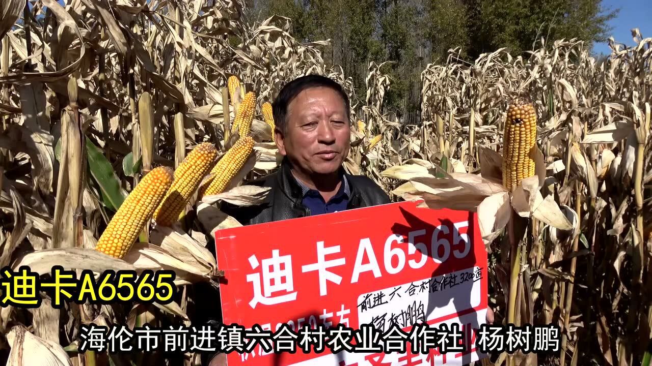 2018年秋季海伦地区迪卡a6565田间录像