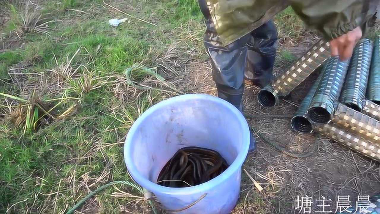 农村大叔一大早就收获满满30个地笼捕获了五六斤野生黄鳝