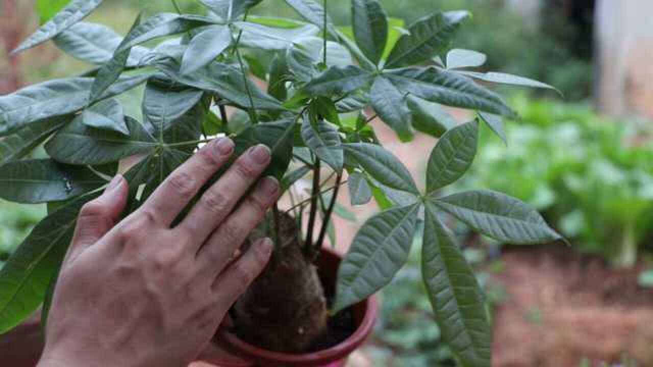 幾蓋啤酒摻片它發財樹喝了葉子綠油油