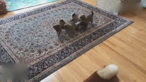五只小柴犬, 都看对方不顺眼, 直接在家里群殴