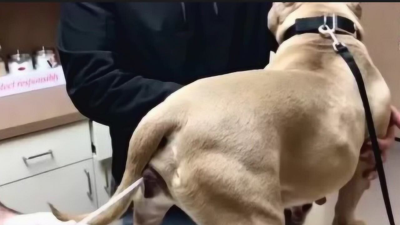 惊奇兽医为狗狗取精人工授精全过程