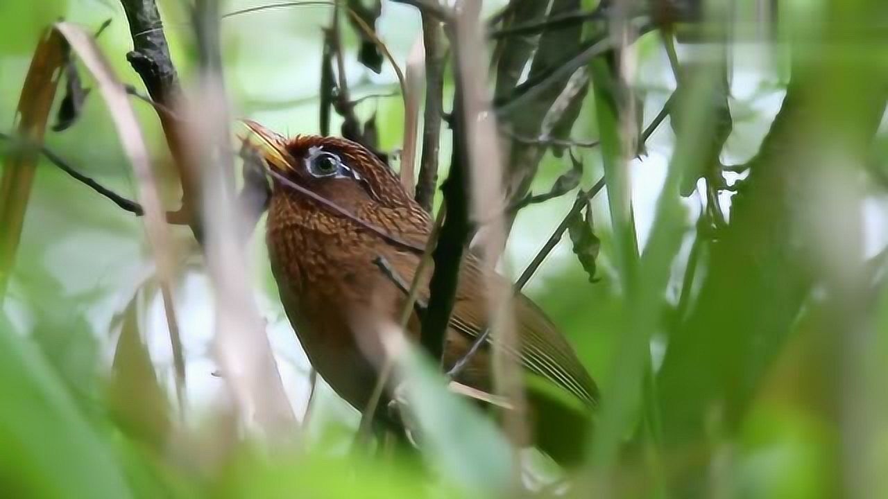 逍遙快活的野生畫眉鳥叫聲如此悅耳動聽,太好聽了!