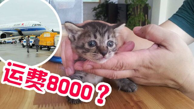 网上“免费”领养小猫,被骗8000元?线上领养谨防爱心陷阱