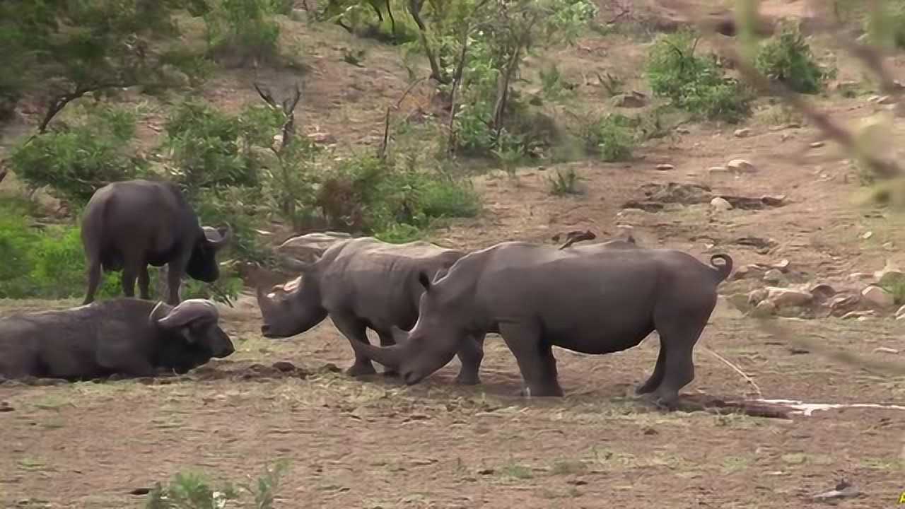 犀牛挑衅野牛野牛毫不畏惧
