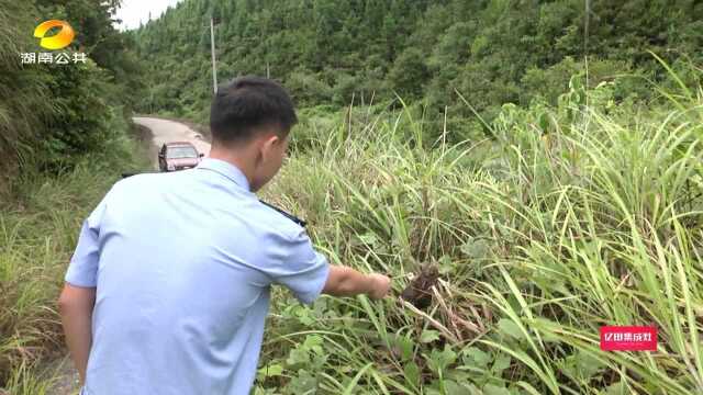 0808怀化靖州:市民散步捡到斑头鸺鹠