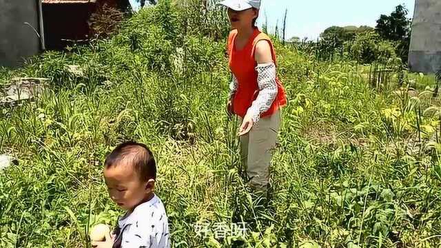 自家妈妈种的香瓜又熟了,春妹又有口福了,不挑不选每个都又香又甜