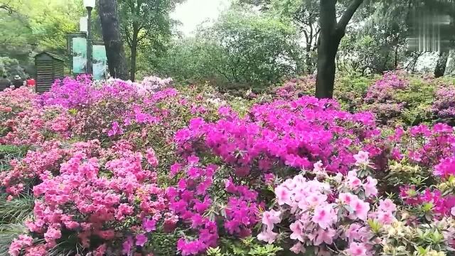 惠山脚下美丽的杜鹃花