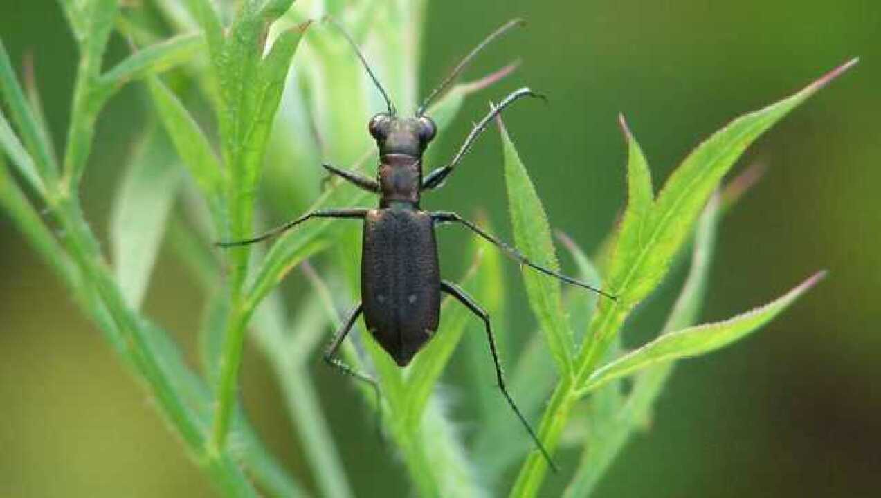 非洲大陆最残暴的昆虫——大王虎甲,能够咬死老鼠和蜥蜴