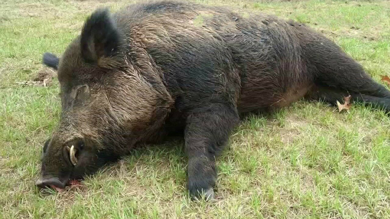 野猪贪吃钻进牛肚子掏空了牛身体意想不到的事却突然发生