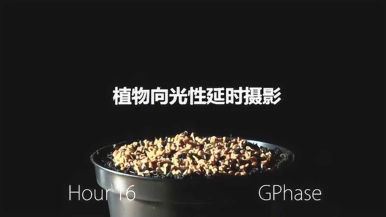 植物的向光性有多神奇?60小时跟踪拍摄,完美的生物课教学视频_腾讯视频