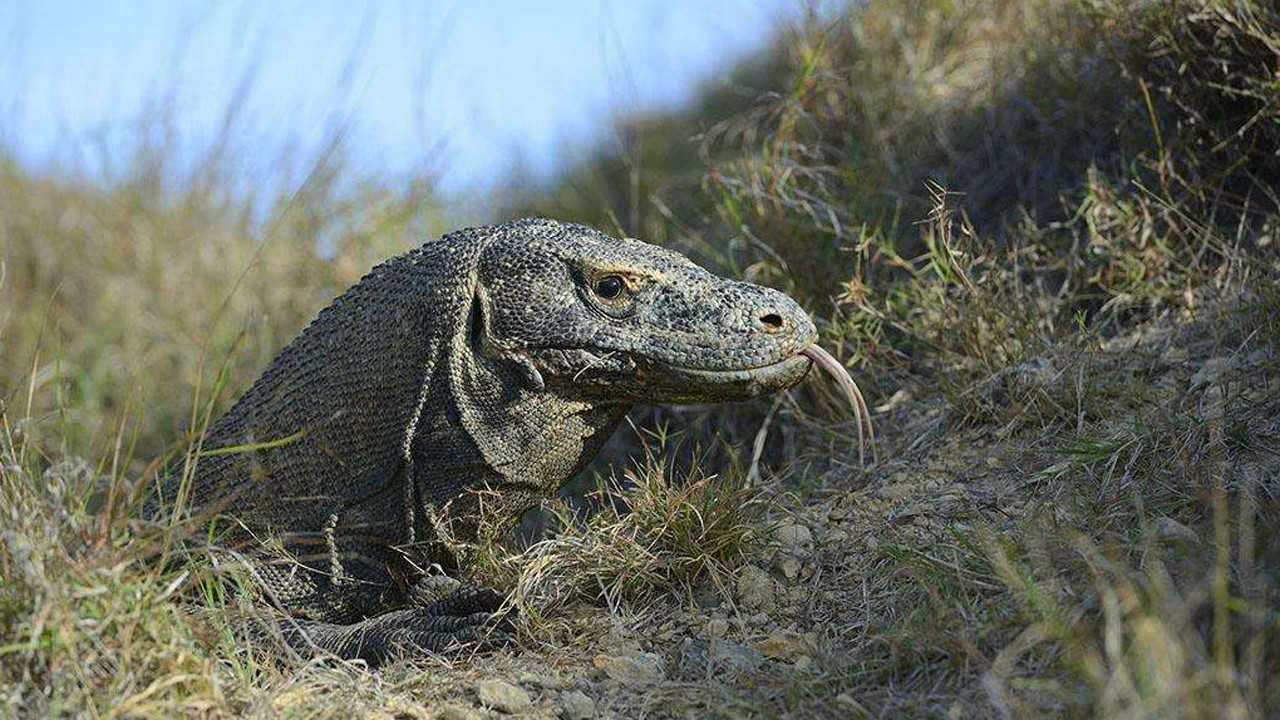 動物世界:蜥蜴毒暈水牛?不看視頻我也不相信