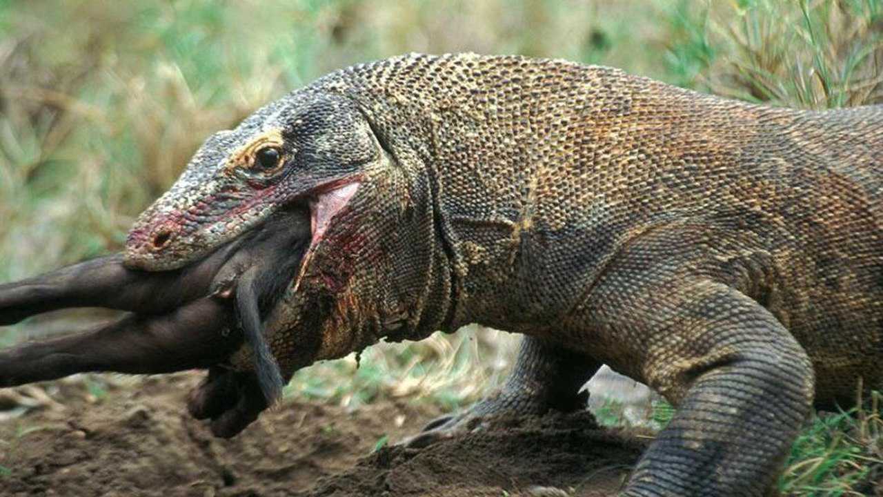 实拍科莫多巨蜥活吃一头猪场面超凶残网友拍摄者真没人性