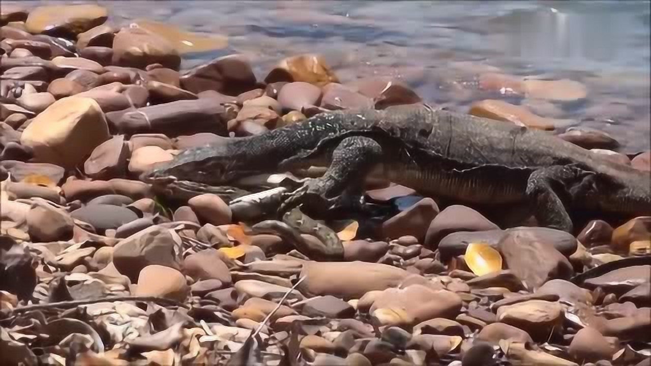 科莫多龙生吞大蟒蛇这样的场面可真不多见