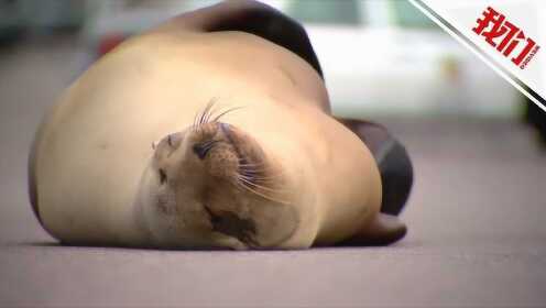 谢您嘞!胖海狮躺路中央挠痒痒 围观路人合唱"海豹之歌"