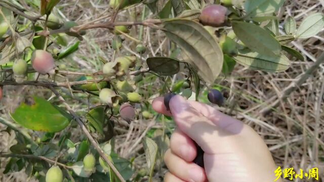 捻子成熟的季节到了,拿来泡酒,这可是男同胞们的福音啊!