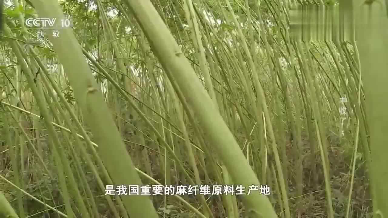 麻纤维是重要的纺织纤维之一,但是麻原料的收获却这么麻烦!_腾讯视频