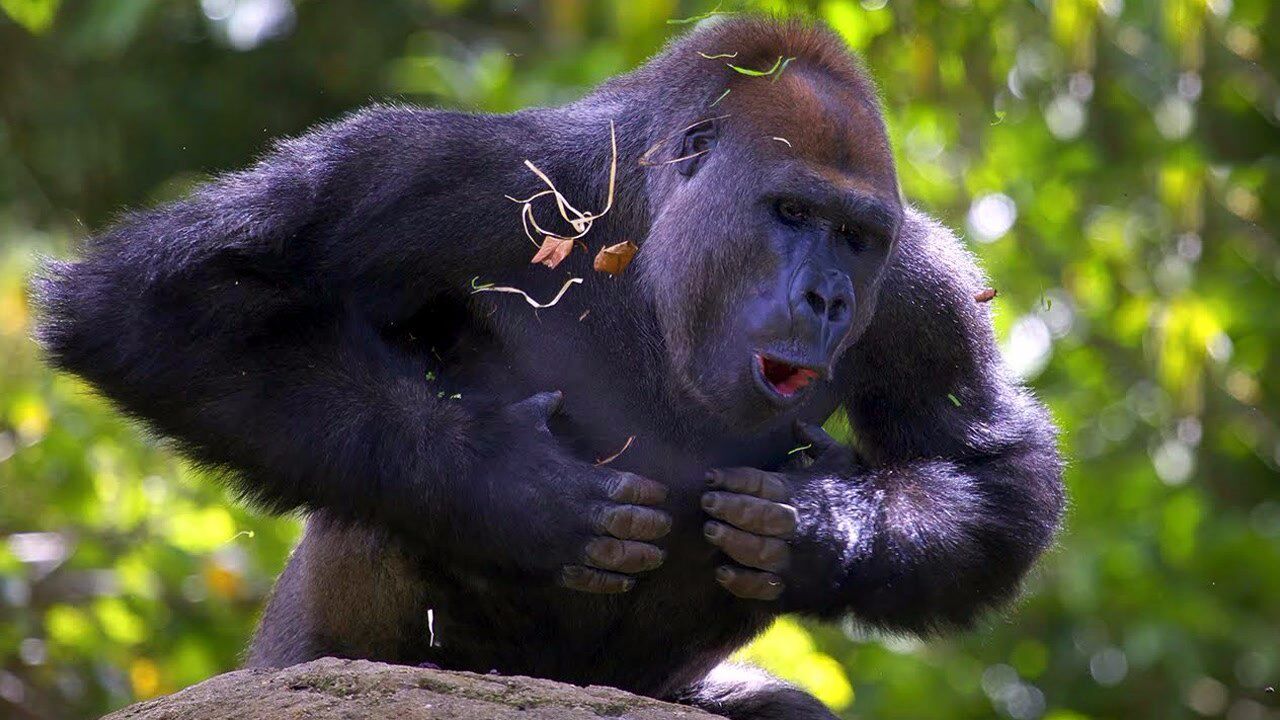 大猩猩愤怒捶胸口图片图片