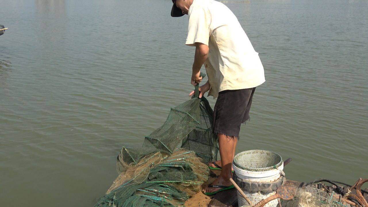 渔农小池100多条地笼收到最后的十条有大货好大一条黄脚立