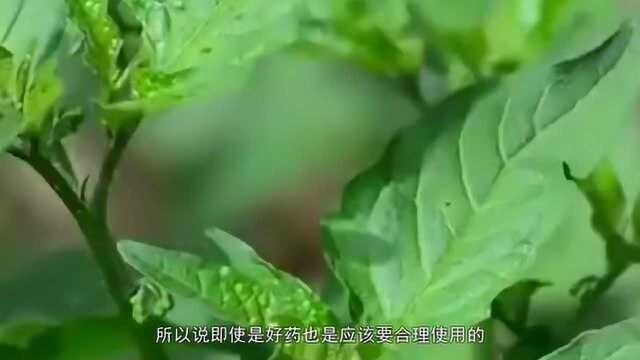 伸筋草?真的可以拉伸我们的筋骨吗?这3个显著功效要了解