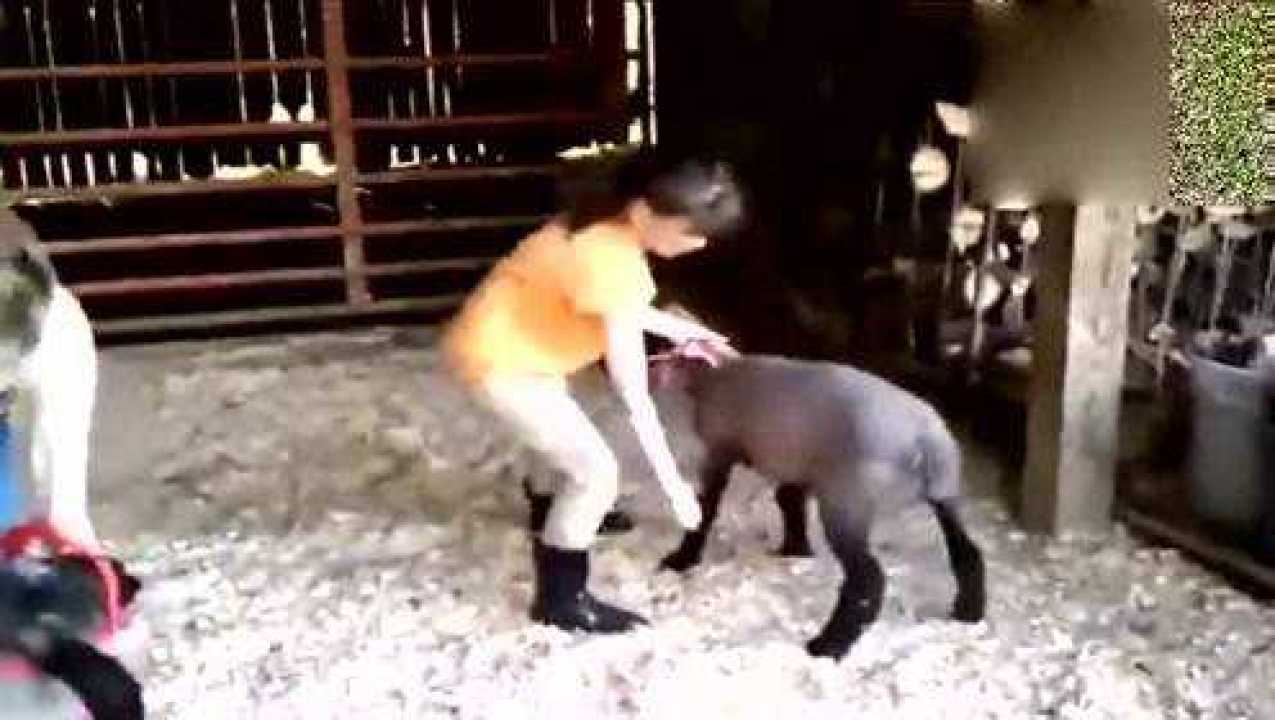 美女主人亲自给女儿示范公羊如何交配动作有模有样这样好吗