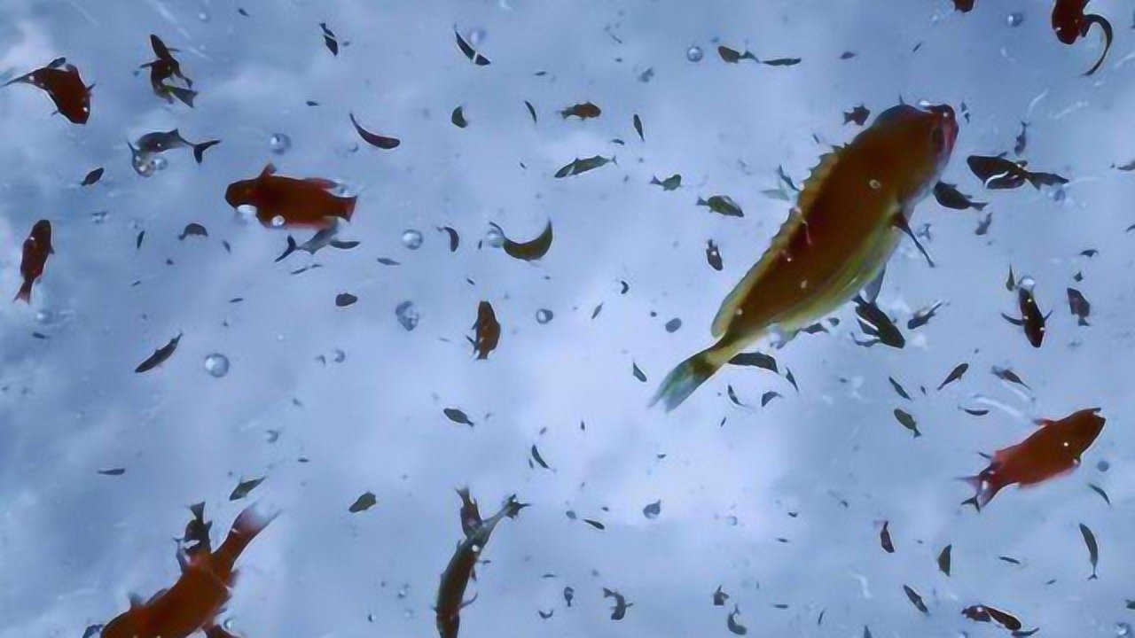 超神奇的自然现象,天空下鱼雨,地面上全是鱼