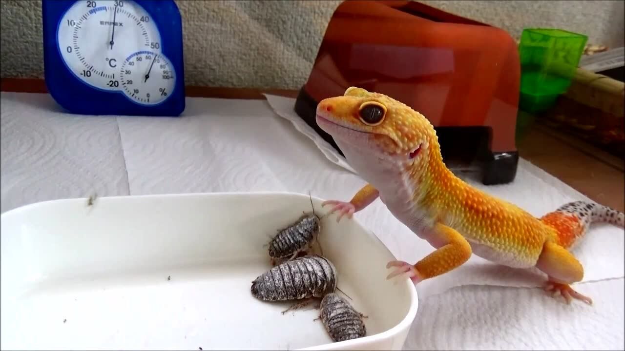 豹纹守宫吃杜比亚蟑螂喜欢可爱的守宫就一定要接受它们的食物哦