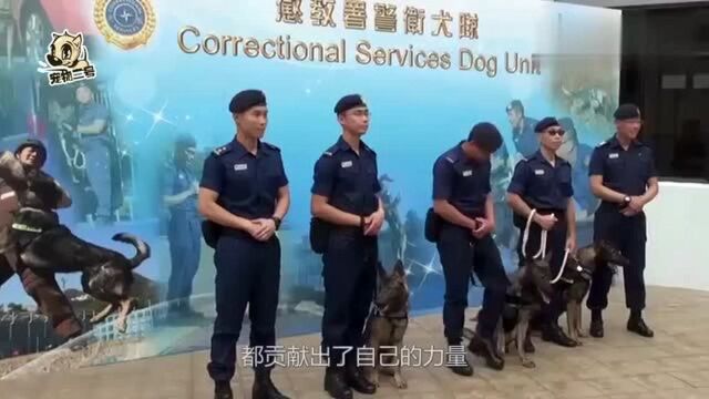 昆明犬被誉为“军犬之王”,究竟有什么过人之处呢?