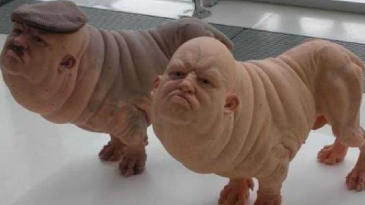 日本科学家利用转基因研究出了半人半猪要是基因突变咋办