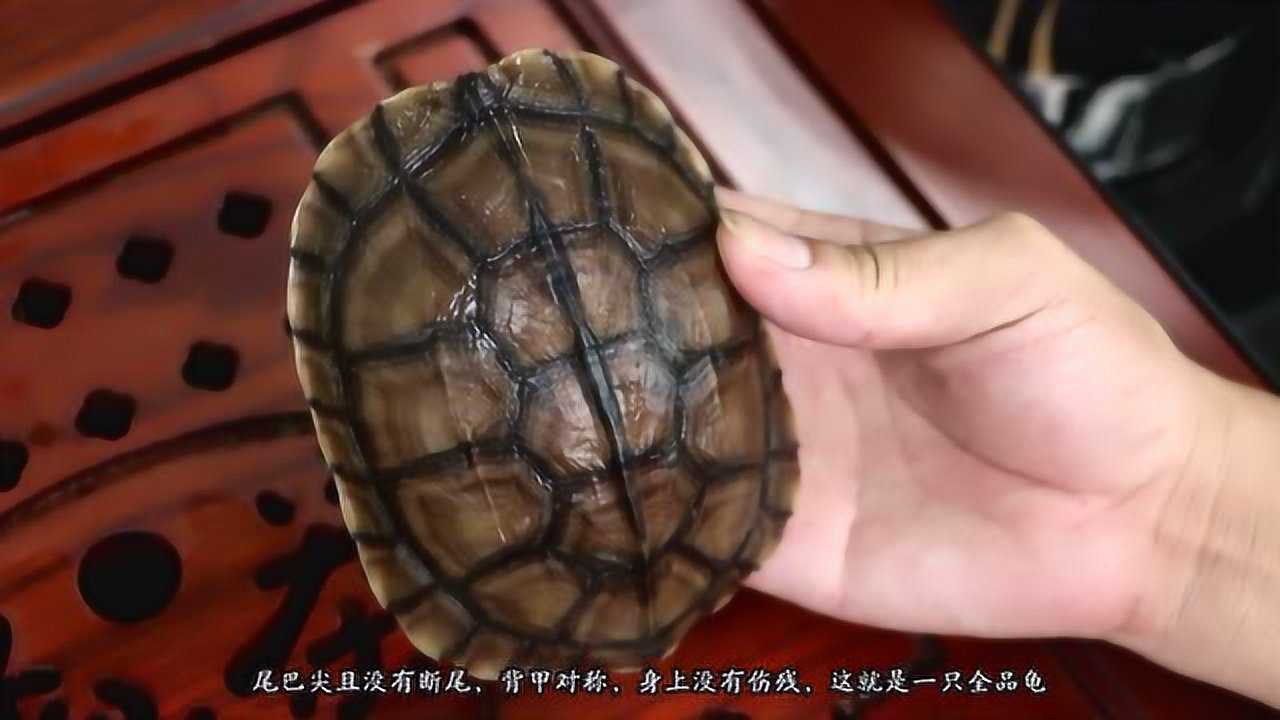 什么是乌龟全品和错甲,乌龟全品和错甲的区别