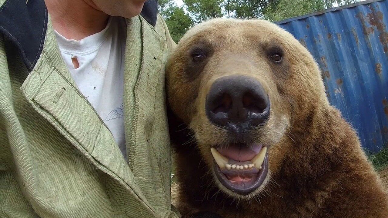 当一只熊遇上俄罗斯人老子要亲亲要抱抱被拒绝的样子太好笑