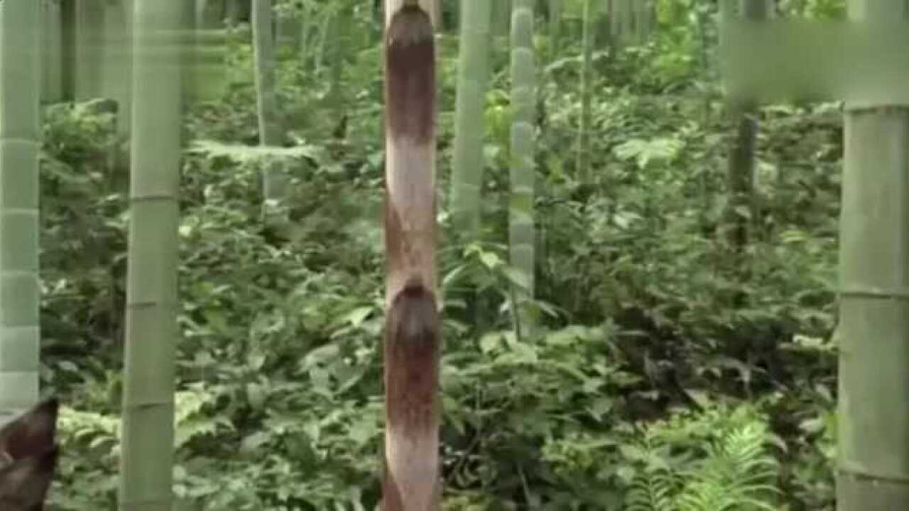 让你一分钟看竹笋怎么样长成大竹子!_高清1080P在线观看平台_腾讯视频
