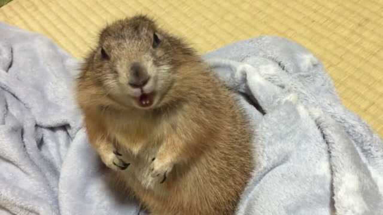 生气时候的土拨鼠到底会不会吼出来呢结果可能和你想的不一样