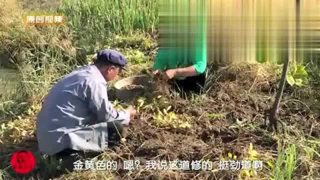 东北黑土地种的花生和山药长啥样,农村一家人快乐收获!