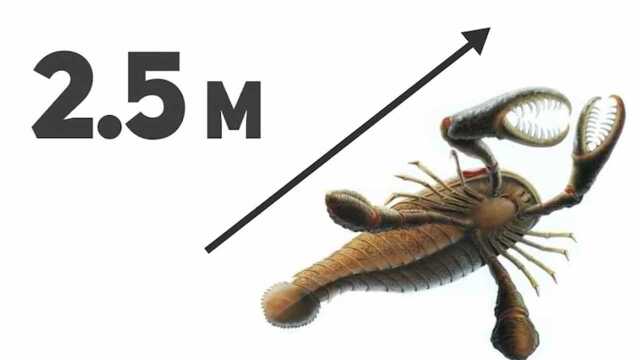 神秘的远古海洋巨兽之一“海洋蝎子”,身长2.5米称霸海洋!