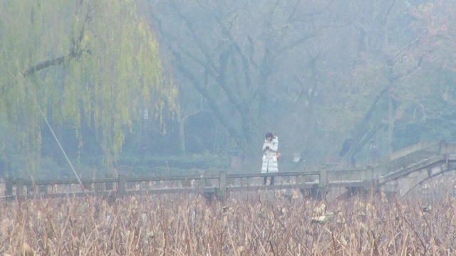 杭州西湖十景曲院风荷的冬天