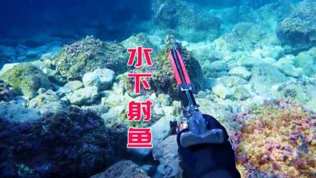 希腊萨摩斯岛Samos island潜水射鱼,高清水下摄影168