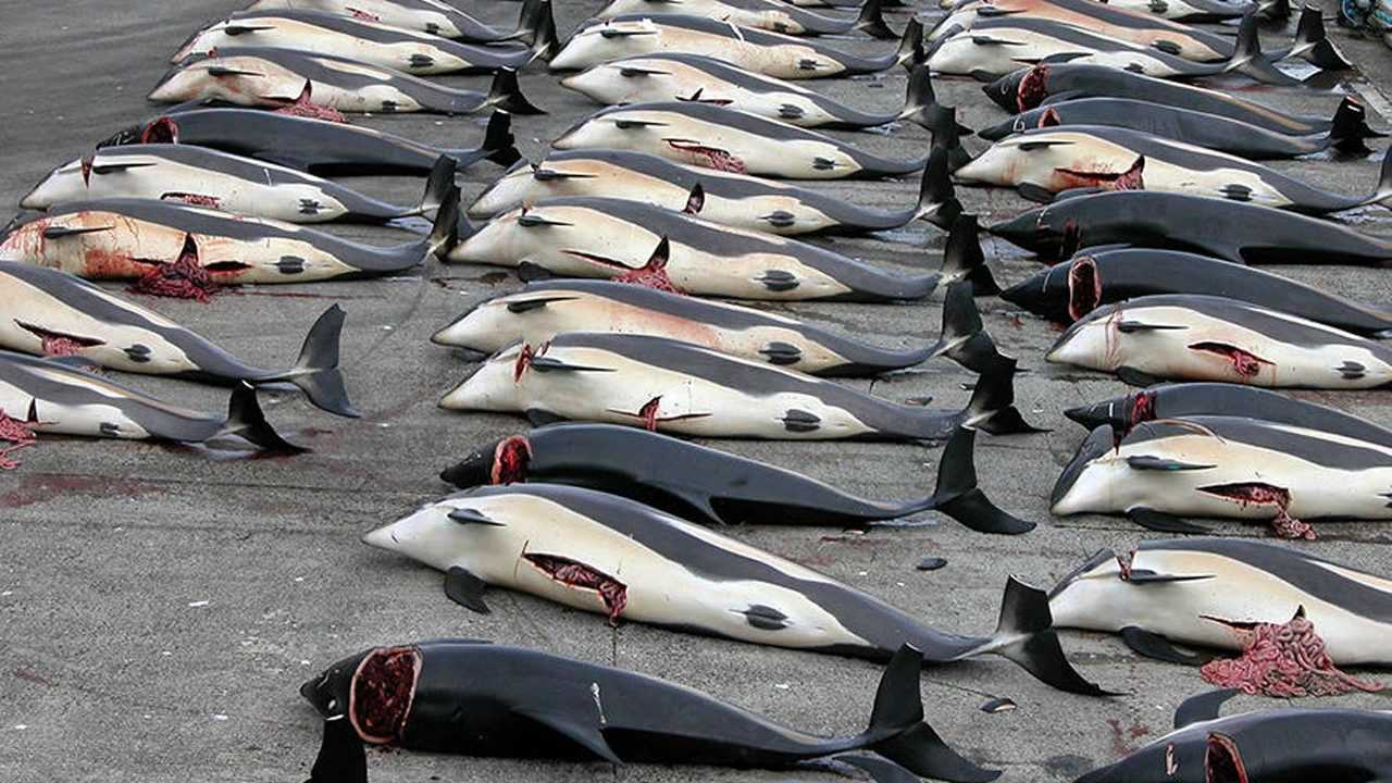 局势君-日本多年来残忍血腥地捕杀鲸鱼,真正的原因是什么?