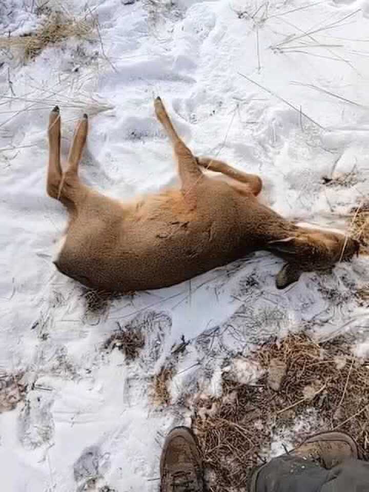 天冷了动物也不好过没有吃的差点在外面冻死