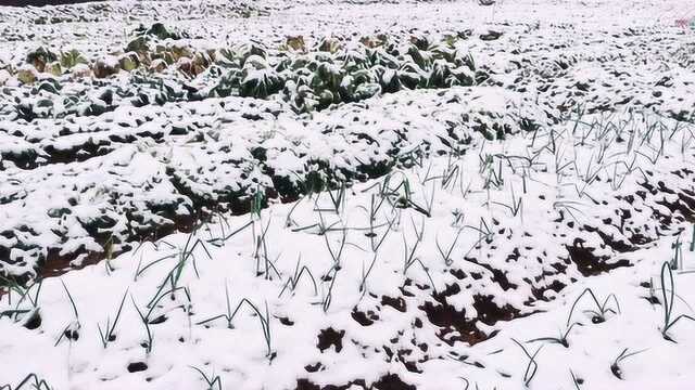 在义乌农村遇见2019年第一场雪,太美了!