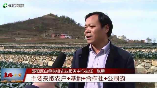 郧阳区:生态农业促民富,农民过上好日子