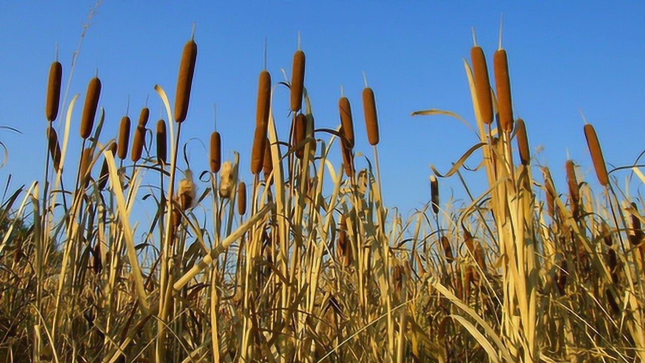 农村常见的一种"香肠草",被农民视为害草,却不知全身是宝!