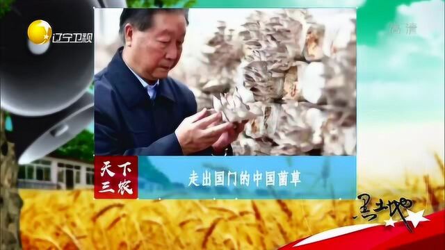 中国菌草走出国门,为生态环保做贡献!