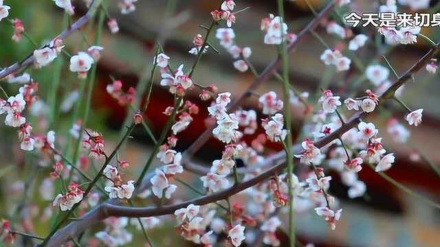 保山明天会更好