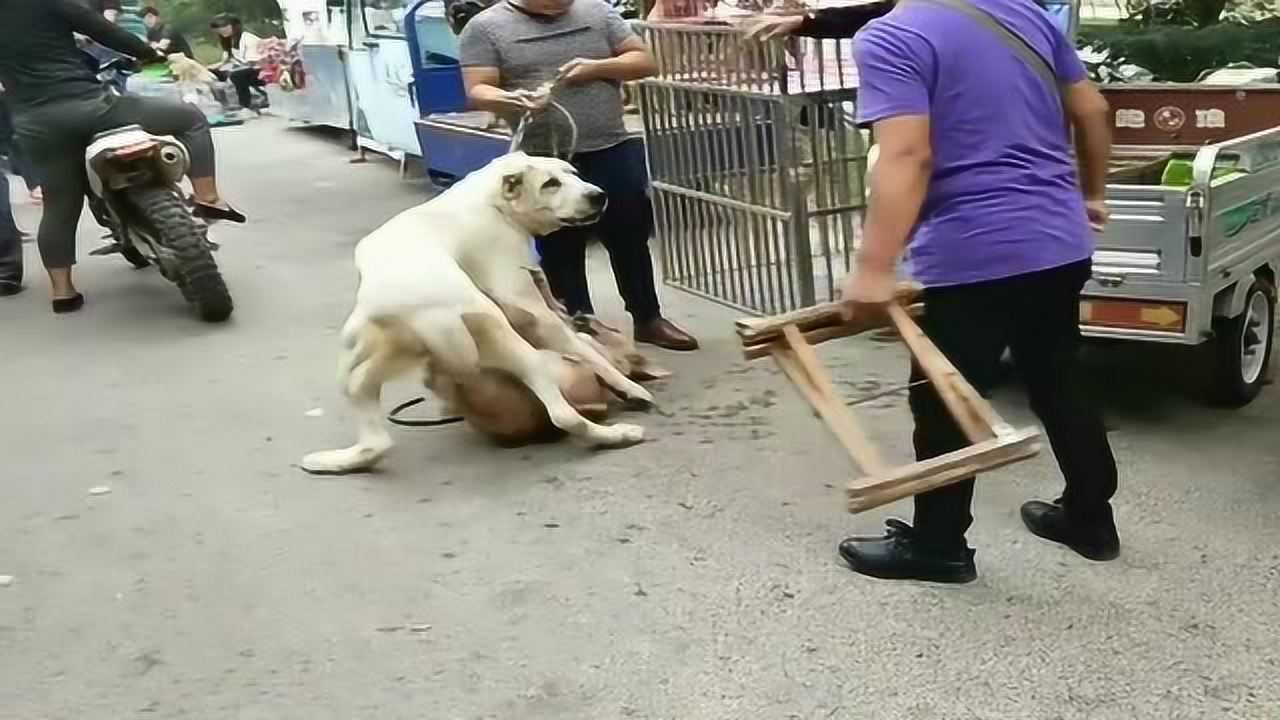 中亚牧羊犬和金毛打架路人纷纷过来凑热闹