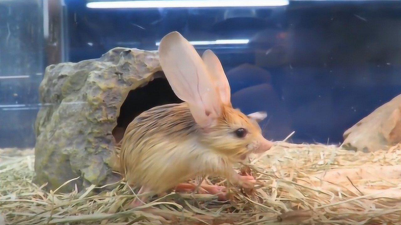 中国特有品种,现实版的"米老鼠",耳朵比身子还长,现濒临灭绝_腾讯视频