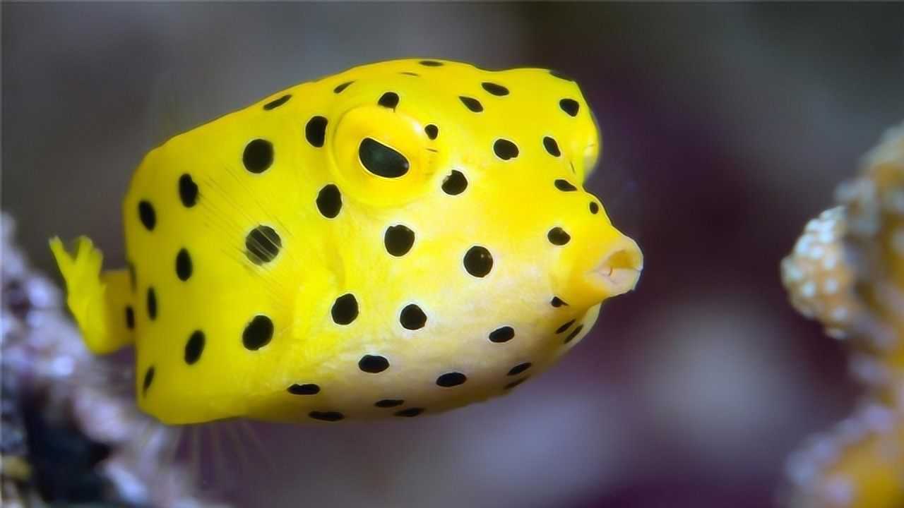 世界上最狠的鱼,模样呈方形,一言不合能将自己毒死!