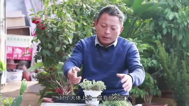 雷童多肉植物怎么养?冻伤的处理办法及冬季养殖须知!