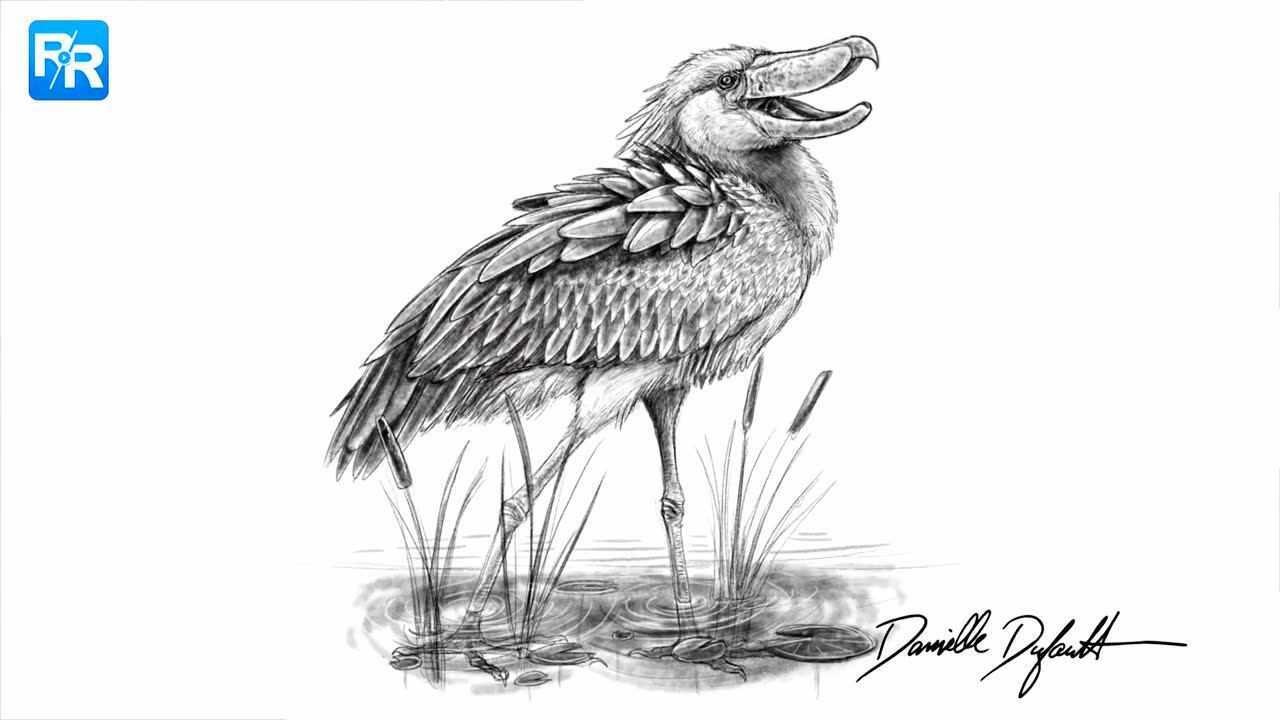 长得像恐龙的鲸头鹳